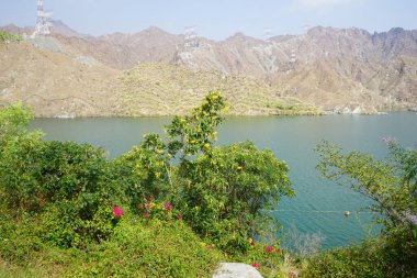 Vitex agnus-castus, Jacquemontia pentanthos, Tecoma stans, Bougainvillea glabra ve diğer bitkiler Nisan ayında Hawd al Bid 'ah rezervuarının kıyısında yetişir. Wadi Wshee, Sharjah, BAE.