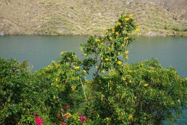 Vitex agnus-castus, Jacquemontia pentanthos, Tecoma stans, Bougainvillea glabra ve diğer bitkiler Nisan ayında Hawd al Bid 'ah rezervuarının kıyısında yetişir. Wadi Wshee, Sharjah, BAE.