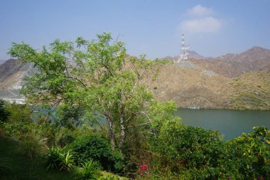 Vitex agnus-castus, Jacquemontia pentanthos, Tecoma stans, Bougainvillea glabra ve diğer bitkiler Nisan ayında Hawd al Bid 'ah rezervuarının kıyısında yetişir. Wadi Wshee, Sharjah, BAE.