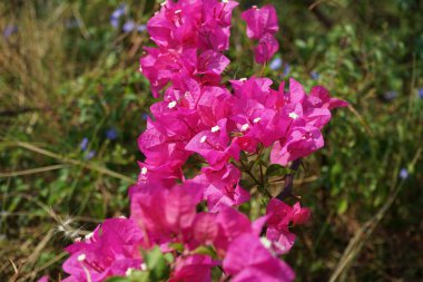 Nisan ayında Al Rafisah Barajı dinlenme alanında Bougainvillea glabra çiçek açar. Bougainvillea glabra, kartonpiyergiller (Bougainvillea) familyasından bir glabra türü. Wadi Wshee, Sharjah, BAE.