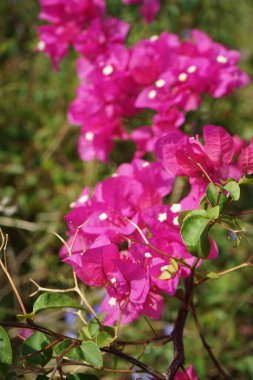 Nisan ayında Al Rafisah Barajı dinlenme alanında Bougainvillea glabra çiçek açar. Bougainvillea glabra, kartonpiyergiller (Bougainvillea) familyasından bir glabra türü. Wadi Wshee, Sharjah, BAE.