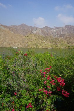 Bougainvillea glabra, Tecoma stans ve diğer bitkiler Nisan ayında Al Rafisah Barajı dinlenme alanındaki Hawd al Bid 'ah rezervuarında yetişir. Wadi Wshee, Sharjah, BAE. 