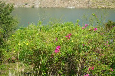 Bougainvillea glabra, Jacquemontia pentanthos, Tecoma stans ve diğer bitkiler Nisan ayında Al Rafisah Barajı dinlenme alanındaki Hawd al 'Bid' ah rezervuarının kıyısında yetişir. Wadi Wshee, Sharjah, BAE.