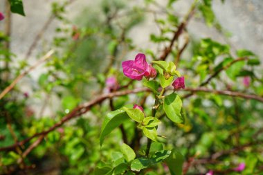 Nisan ayında Al Rafisah Barajı dinlenme alanında Bougainvillea glabra çiçek açar. Bougainvillea glabra, kartonpiyergiller (Bougainvillea) familyasından bir glabra türü. Wadi Wshee, Sharjah, BAE.