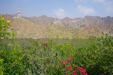Bougainvillea glabra, Tecoma stans ve diğer bitkiler Nisan ayında Al Rafisah Barajı dinlenme alanındaki Hawd al Bid 'ah rezervuarında yetişir. Wadi Wshee, Sharjah, BAE. 