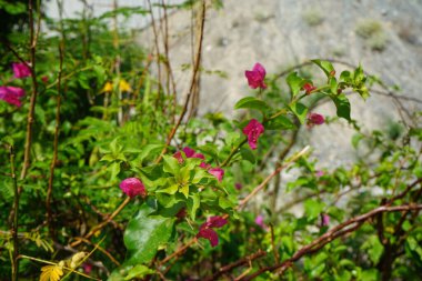 Nisan ayında Al Rafisah Barajı dinlenme alanında Bougainvillea glabra çiçek açar. Bougainvillea glabra, kartonpiyergiller (Bougainvillea) familyasından bir glabra türü. Wadi Wshee, Sharjah, BAE.