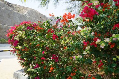 Bougainvillea Glabra 'nın çok renkli çalıları Nisan ayında Al Rafisah Barajı dinlenme alanında yetişir. Bougainvillea glabra begonvillerin en yaygın türüdür. Wadi Wshee, Sharjah, BAE. 