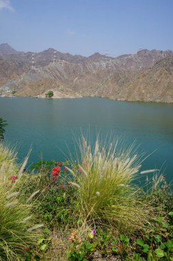 Cenchrus setaceus, Ruellia simplex, Bougainvillea glabra ve diğer bitkiler Nisan ayında Hawd al 'ah rezervuarının kıyısında büyürler. Wadi Wshee, Sharjah, BAE. 