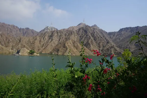 Vitex agnus-castus, Bougainvillea glabra ve diğer bitkiler Nisan ayında Hawd al Bid 'ah rezervuarının kıyısında yetişir. Vitex agnus-castus, vitex, iffetli ağaç veya Chastetree bir bitkidir. Wadi Wshee, Sharjah, BAE. 
