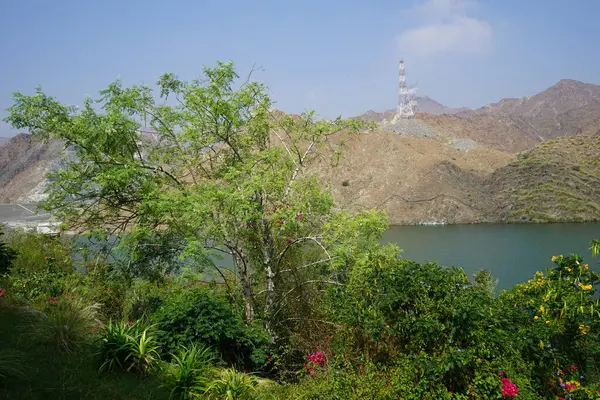Vitex agnus-castus, Jacquemontia pentanthos, Tecoma stans, Bougainvillea glabra ve diğer bitkiler Nisan ayında Hawd al Bid 'ah rezervuarının kıyısında yetişir. Wadi Wshee, Sharjah, BAE.