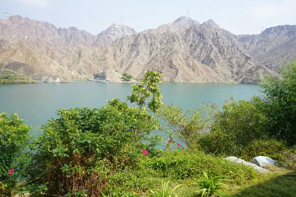 Bougainvillea glabra, Vitex agnus-castus, Ruellia simplex, Tecoma stans ve diğer bitkiler Nisan ayında Al Rafisah Barajı 'ndaki Hawd al' ah rezervuarının kıyısında yetişir. Wadi Wshee, Sharjah, BAE. 