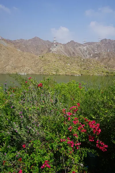 Bougainvillea glabra, Tecoma stans ve diğer bitkiler Nisan ayında Al Rafisah Barajı dinlenme alanındaki Hawd al Bid 'ah rezervuarında yetişir. Wadi Wshee, Sharjah, BAE. 