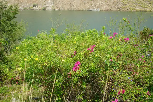 Bougainvillea glabra, Jacquemontia pentanthos, Tecoma stans ve diğer bitkiler Nisan ayında Al Rafisah Barajı dinlenme alanındaki Hawd al 'Bid' ah rezervuarının kıyısında yetişir. Wadi Wshee, Sharjah, BAE.