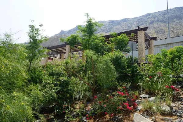 Bougainvillea glabra, Cenchrus setaceus, Tecoma stans ve diğer bitkiler Nisan ayında Al Rafisah Barajı 'ndaki Hawd al' Bid 'ah rezervuarının kıyısında yetişir. Wadi Wshee, Sharjah, BAE.