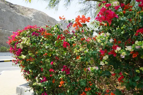 Bougainvillea Glabra 'nın çok renkli çalıları Nisan ayında Al Rafisah Barajı dinlenme alanında yetişir. Bougainvillea glabra begonvillerin en yaygın türüdür. Wadi Wshee, Sharjah, BAE. 