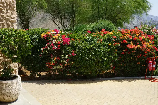 Bougainvillea Glabra 'nın çok renkli çalıları Nisan ayında Al Rafisah Barajı dinlenme alanında yetişir. Bougainvillea glabra begonvillerin en yaygın türüdür. Wadi Wshee, Sharjah, BAE. 