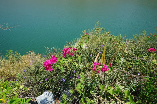 Aloe vera, Ruellia simplex, Bougainvillea glabra ve diğer bitkiler Nisan ayında Hawd al Bid 'ah rezervuarının kıyısında yetişir. Wadi Wshee, Sharjah, BAE.