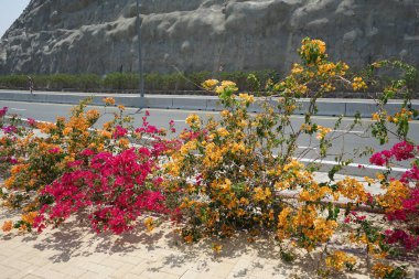 Bougainvillea Glabra 'nın çalıları, Al Rafisah Barajı' ndaki Hawd al Bid 'ah rezervuarının kıyısında, kaldırım ve S142 yolunun yanında yetişir. Bougainvillea glabra begonvillerin en yaygın türüdür. Wadi Wshee, Sharjah, BAE. 