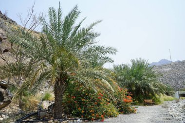 Phoenix Dactylifera palmiyeleri, Bougainvillea glabra çalıları ve Cenchrus setaceus otları Nisan ayında Al Rafisah Barajı 'ndaki The Walk yakınlarında yetişir. Bougainvillea glabra begonvillerin en yaygın türüdür. Wadi Wshee, Sharjah, BAE. 