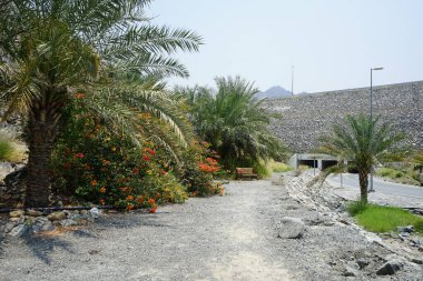 Phoenix Dactylifera palmiyeleri, Bougainvillea glabra çalıları ve Cenchrus setaceus otları Nisan ayında Al Rafisah Barajı 'ndaki The Walk yakınlarında yetişir. Bougainvillea glabra begonvillerin en yaygın türüdür. Wadi Wshee, Sharjah, BAE. 