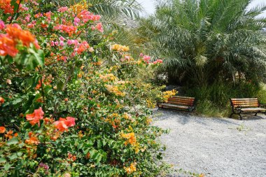 Phoenix Dactylifera palmiyeleri ve Bougainvillea glabra çalıları Nisan ayında El Rafisah Barajı 'ndaki The Walk yakınlarında yetişir. Bougainvillea glabra begonvillerin en yaygın türüdür. Wadi Wshee, Sharjah, BAE. 