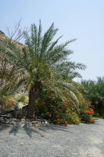 Phoenix Dactylifera palmiyeleri, Bougainvillea glabra çalıları ve Cenchrus setaceus otları Nisan ayında Al Rafisah Barajı 'ndaki The Walk yakınlarında yetişir. Bougainvillea glabra begonvillerin en yaygın türüdür. Wadi Wshee, Sharjah, BAE. 