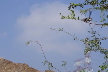 El Rafisah Barajı dinlenme alanındaki Hawd al Bid 'ah rezervuarında Asya taştan kuşları uçuyor. Sibirya taş şapkası, Saksonya 'nın Saksonya maurusu, Muscicapidae familyasından yeni onaylanmış bir türdür. Wadi Wshee, Sharjah.