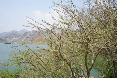 Vachellia tortilis Nisan ayında El Rafisah Barajı 'ndaki Hawd al Bid' ah rezervuarının kıyısında yetişir. Vachellia tortilis, Acacia tortilis, İsrail babunu, Vachellia cinsi, akasya cinsidir. Wadi Wshee, Sharjah, BAE. 