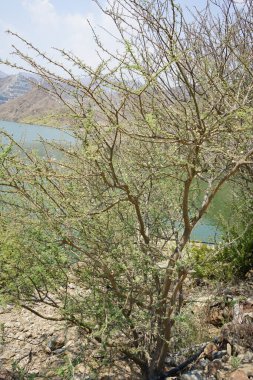 Vachellia tortilis Nisan ayında El Rafisah Barajı 'ndaki Hawd al Bid' ah rezervuarının kıyısında yetişir. Vachellia tortilis, Acacia tortilis, İsrail babunu, Vachellia cinsi, akasya cinsidir. Wadi Wshee, Sharjah, BAE. 