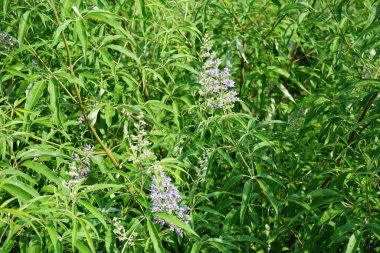 Vitex agnus-castus Nisan ayında Hawd al Bid 'ah rezervuarının kıyısında çiçek açar. Vitex agnus-castus, vitex, iffetli ağaç, chastetree, chasteberry, Abraham 's merhemi, leylak gülü, veya keşiş biberi, bir bitkidir. Wadi Wshee, Sharjah, BAE. 