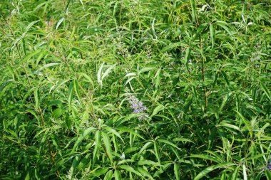 Vitex agnus-castus Nisan ayında Hawd al Bid 'ah rezervuarının kıyısında çiçek açar. Vitex agnus-castus, vitex, iffetli ağaç, chastetree, chasteberry, Abraham 's merhemi, leylak gülü, veya keşiş biberi, bir bitkidir. Wadi Wshee, Sharjah, BAE. 