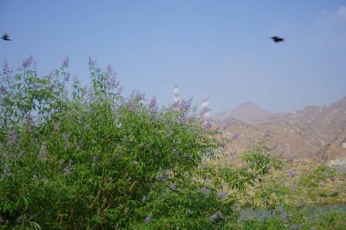 Vitex agnus-castus Nisan ayında Hawd al Bid 'ah rezervuarının kıyısında çiçek açar. Vitex agnus-castus, vitex, iffetli ağaç, chastetree, chasteberry, Abraham 's merhemi, leylak gülü, veya keşiş biberi, bir bitkidir. Wadi Wshee, Sharjah, BAE. 