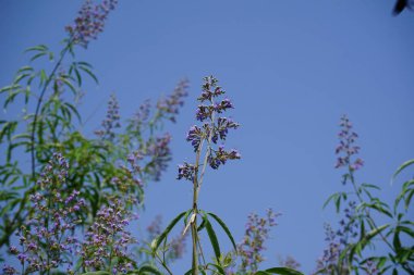 Vitex agnus-castus Nisan ayında Hawd al Bid 'ah rezervuarının kıyısında çiçek açar. Vitex agnus-castus, vitex, iffetli ağaç, chastetree, chasteberry, Abraham 's merhemi, leylak gülü, veya keşiş biberi, bir bitkidir. Wadi Wshee, Sharjah, BAE. 