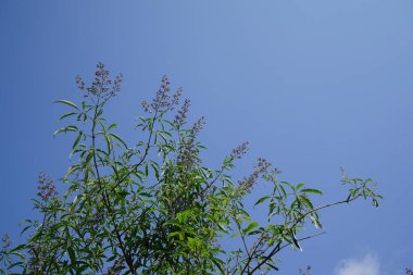 Vitex agnus-castus Nisan ayında Hawd al Bid 'ah rezervuarının kıyısında çiçek açar. Vitex agnus-castus, vitex, iffetli ağaç, chastetree, chasteberry, Abraham 's merhemi, leylak gülü, veya keşiş biberi, bir bitkidir. Wadi Wshee, Sharjah, BAE. 