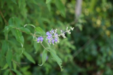 Vitex agnus-castus Nisan ayında Hawd al Bid 'ah rezervuarının kıyısında çiçek açar. Vitex agnus-castus, vitex, iffetli ağaç, chastetree, chasteberry, Abraham 's merhemi, leylak gülü, veya keşiş biberi, bir bitkidir. Wadi Wshee, Sharjah, BAE. 