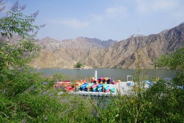 Vitex agnus-castus Nisan ayında Hawd al Bid 'ah rezervuarının kıyısında çiçek açar. Vitex agnus-castus, vitex, iffetli ağaç, chastetree, chasteberry, Abraham 's merhemi, leylak gülü, veya keşiş biberi, bir bitkidir. Wadi Wshee, Sharjah, BAE. 