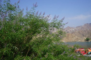 Vitex agnus-castus Nisan ayında Hawd al Bid 'ah rezervuarının kıyısında çiçek açar. Vitex agnus-castus, vitex, iffetli ağaç, chastetree, chasteberry, Abraham 's merhemi, leylak gülü, veya keşiş biberi, bir bitkidir. Wadi Wshee, Sharjah, BAE. 