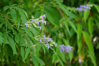 Vitex agnus-castus Nisan ayında Hawd al Bid 'ah rezervuarının kıyısında çiçek açar. Vitex agnus-castus, vitex, iffetli ağaç, chastetree, chasteberry, Abraham 's merhemi, leylak gülü, veya keşiş biberi, bir bitkidir. Wadi Wshee, Sharjah, BAE. 