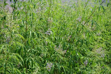Vitex agnus-castus Nisan ayında Hawd al Bid 'ah rezervuarının kıyısında çiçek açar. Vitex agnus-castus, vitex, iffetli ağaç, chastetree, chasteberry, Abraham 's merhemi, leylak gülü, veya keşiş biberi, bir bitkidir. Wadi Wshee, Sharjah, BAE. 
