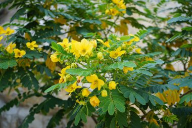 Senna surattensis Nisan ayında sarı çiçeklerle çiçek açar. Senna surattensis, parlak duş, çırpılmış yumurta ağacı, parlak duş, altın Senna, cazibeli Cassia, güneş ağacı bir bitkidir. Wadi Wshee, Sharjah, BAE. 