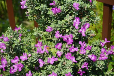 El Rafisah Barajı 'ndaki Löcophyllum Frutescens çiçeklerinin üzerinden bir arı uçuyor. Löcophyllum frutescens, Texas Ranger, Texas yağmur adaçayı, Scrophulariaceae familyasından bir çalı türü. Wadi Wshee, Sharjah, BAE.