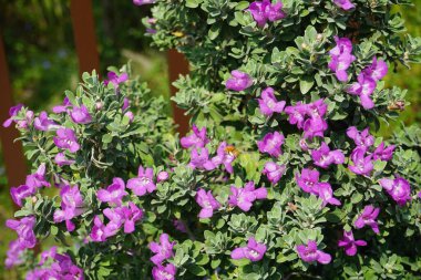 El Rafisah Barajı 'ndaki Löcophyllum Frutescens çiçeklerinin üzerinde bir Apis mellifera arısı uçuyor. Löcophyllum frutescens, Texas Ranger, Texas yağmur adaçayı, Scrophulariaceae familyasından bir çalı türü. Wadi Wshee, Sharjah, BAE.