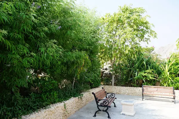 Vitex agnus-castus Nisan ayında Hawd al Bid 'ah rezervuarının kıyısında çiçek açar. Vitex agnus-castus, vitex, iffetli ağaç, chastetree, chasteberry, Abraham 's merhemi, leylak gülü, veya keşiş biberi, bir bitkidir. Wadi Wshee, Sharjah, BAE. 