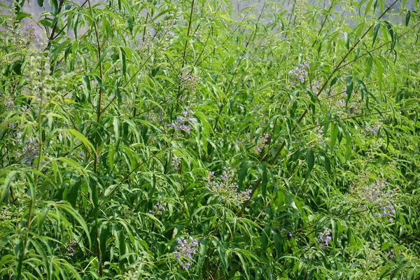 Vitex agnus-castus Nisan ayında Hawd al Bid 'ah rezervuarının kıyısında çiçek açar. Vitex agnus-castus, vitex, iffetli ağaç, chastetree, chasteberry, Abraham 's merhemi, leylak gülü, veya keşiş biberi, bir bitkidir. Wadi Wshee, Sharjah, BAE. 