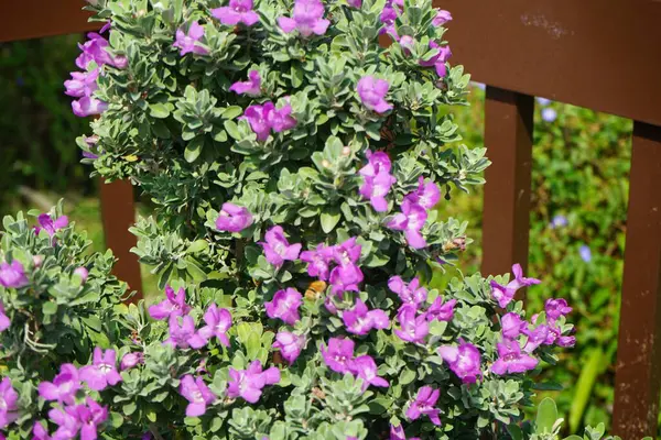 El Rafisah Barajı 'ndaki Löcophyllum Frutescens çiçeklerinin üzerinde bir Apis mellifera arısı uçuyor. Löcophyllum frutescens, Texas Ranger, Texas yağmur adaçayı, Scrophulariaceae familyasından bir çalı türü. Wadi Wshee, Sharjah, BAE.