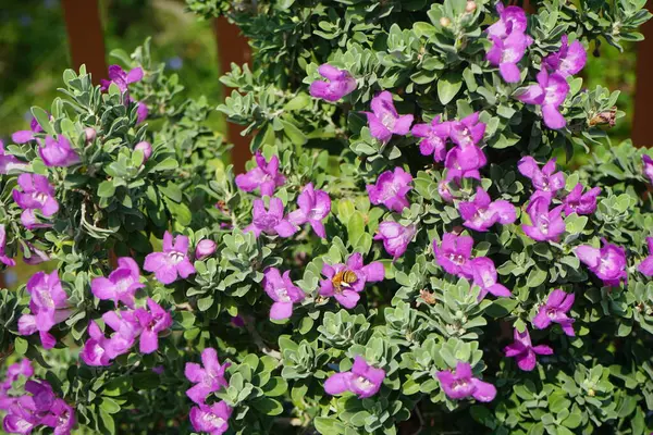El Rafisah Barajı 'ndaki Löcophyllum Frutescens çiçeklerinin üzerinde bir Apis mellifera arısı uçuyor. Löcophyllum frutescens, Texas Ranger, Texas yağmur adaçayı, Scrophulariaceae familyasından bir çalı türü. Wadi Wshee, Sharjah, BAE.