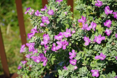 El Rafisah Barajı 'ndaki Löcophyllum Frutescens çiçeklerinin üzerinde bir Apis mellifera arısı uçuyor. Löcophyllum frutescens, Texas Ranger, Texas yağmur adaçayı, Scrophulariaceae familyasından bir çalı türü. Wadi Wshee, Sharjah, BAE.