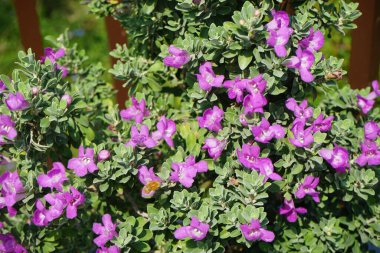 El Rafisah Barajı 'ndaki Löcophyllum Frutescens çiçeklerinin üzerinde bir Apis mellifera arısı uçuyor. Löcophyllum frutescens, Texas Ranger, Texas yağmur adaçayı, Scrophulariaceae familyasından bir çalı türü. Wadi Wshee, Sharjah, BAE.