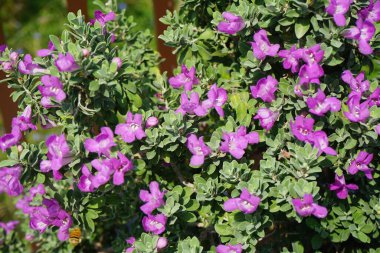El Rafisah Barajı 'ndaki Löcophyllum Frutescens çiçeklerinin üzerinde bir Apis mellifera arısı uçuyor. Löcophyllum frutescens, Texas Ranger, Texas yağmur adaçayı, Scrophulariaceae familyasından bir çalı türü. Wadi Wshee, Sharjah, BAE.
