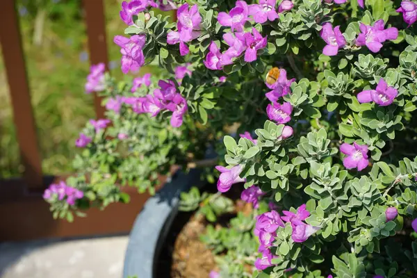 El Rafisah Barajı 'ndaki Löcophyllum Frutescens çiçeklerinin üzerinde bir Apis mellifera arısı uçuyor. Löcophyllum frutescens, Texas Ranger, Texas yağmur adaçayı, Scrophulariaceae familyasından bir çalı türü. Wadi Wshee, Sharjah, BAE.